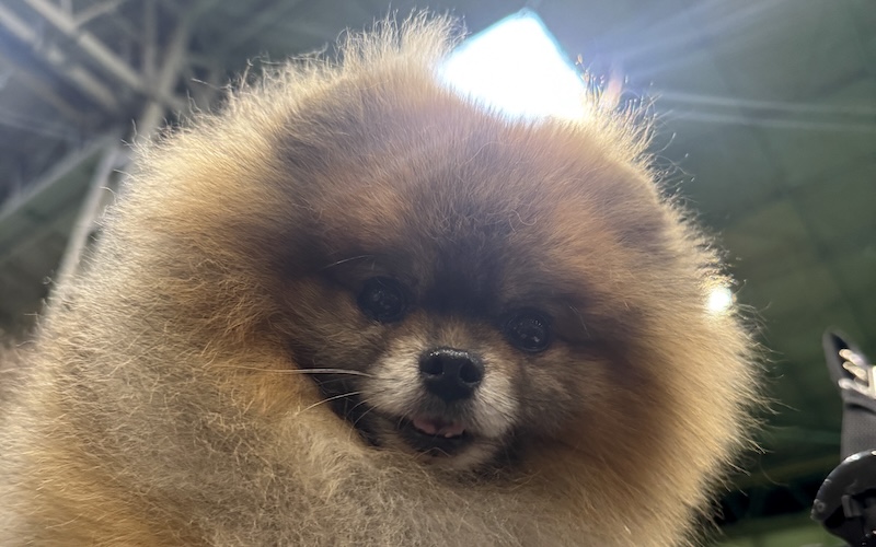 A happy dog
